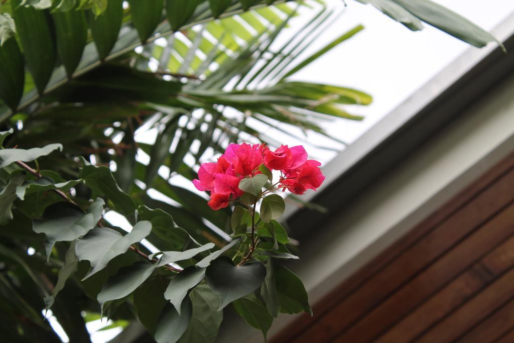 Hostal Cocos Inn Панама Сити Екстериор снимка